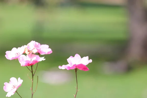 Close Shot Pink Flowers Grown Gardens Halifax Canada — Stok fotoğraf