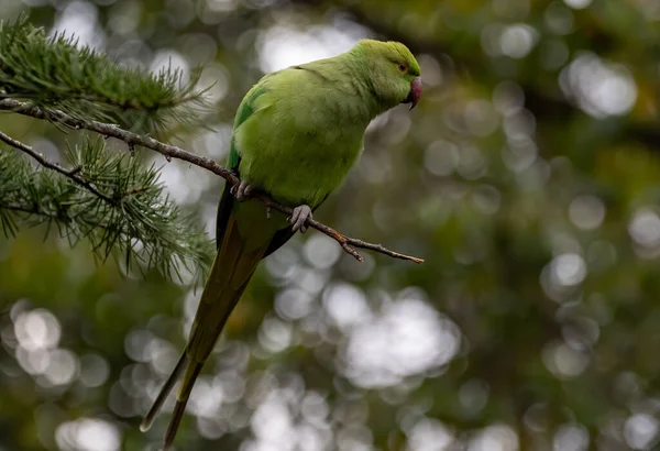 Shallow Focus Green Newton Parakeet Parrot — Fotografia de Stock