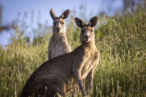 Selective Focus Shot Eastern Grey Kangaroos Long Grass Sunset Melbourne — Foto Stock
