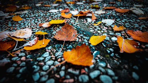 Close Shot Fallen Orange Dry Leaves Ground Sunlight Fall — Stock Photo, Image
