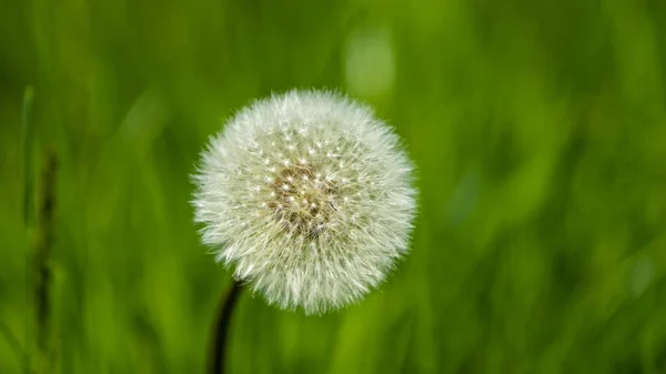 Closeup Dandelion Puff Field — Stock Photo, Image