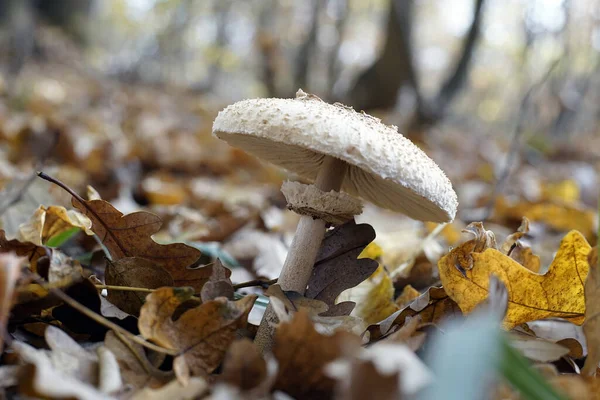 Mushroom Dry Autumn Leaves Forest — Stockfoto