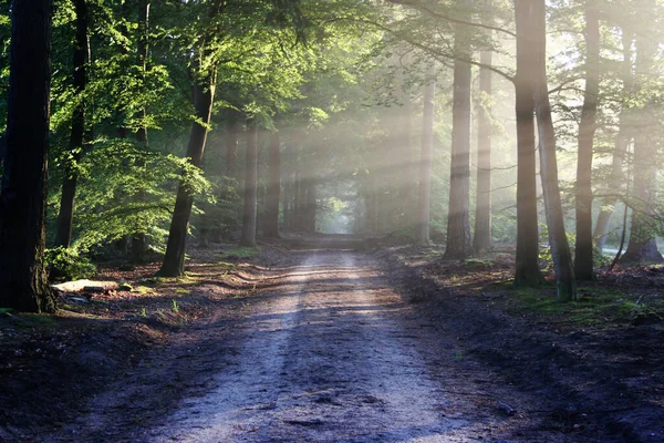 Μια Όμορφη Θέα Ενός Μυστηριώδους Δάσους Ακτίνες Του Ήλιου Λάμπουν — Φωτογραφία Αρχείου