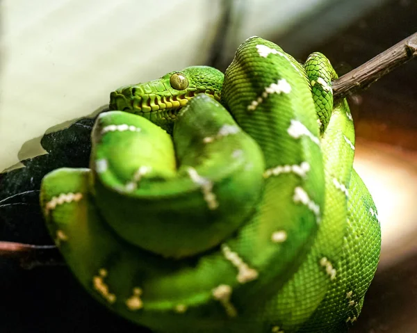 绿蛇的选择焦点 — 图库照片