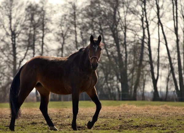 阳光灿烂的日子里 一匹马在田里吃草 — 图库照片