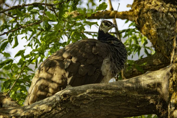 Closeup Shot Peafowl Forest Day — Stock Fotó