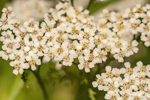 Selective Focus Shot Beautiful Yarrow Flowers Blossoming Garden — Foto Stock