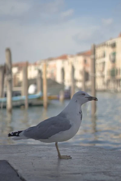 Portrait Gray Gull Standing Harbor — Stock Fotó