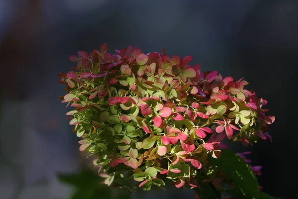 Closeup Shot Pink Green Hydrangea Flowers Sunlight — Zdjęcie stockowe