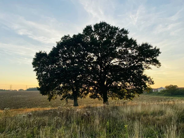 Trees Meadow Sunset Costessey Norwich England — Φωτογραφία Αρχείου