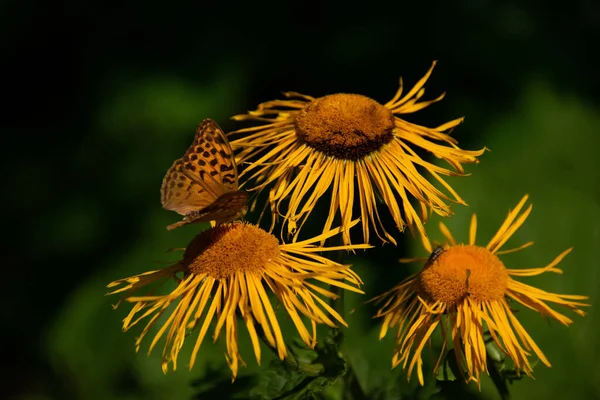 Closeup Shot Beautiful Butterfly Inula Flower — ストック写真