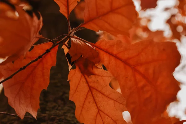 Selective Focus Shot Forest Tree Branch Autumn Yellow Orange Leaves — Photo