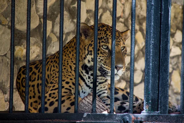 Beautiful Shot Jaguar Cage Zoo — Stock Photo, Image