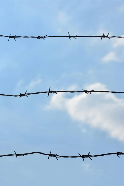 Barbed Wire Fence Wine Yard Blue Sky Background — Zdjęcie stockowe