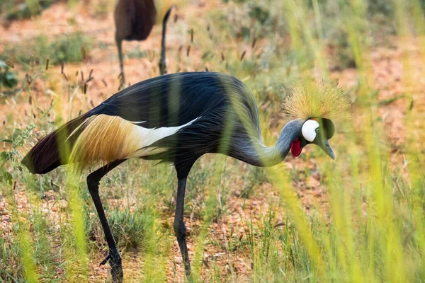 Beautiful Shot Grey Crowned Crane Uganda — Zdjęcie stockowe
