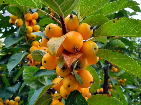 Pyracantha Coccinea Fruit Branches — Stockfoto