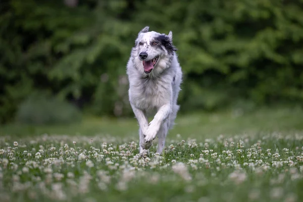 Maremmano Mix Breed Sheepdog Dog Running Green Meadow — Stock Photo, Image