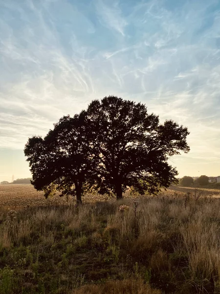 Vertical Shot Trees Meadow Sunset Costessey Norwich England — 스톡 사진