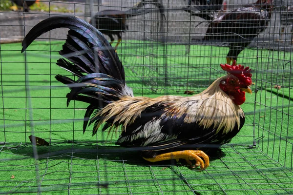 San Juan Puerto Rico Oct 2019 Closeup Rooster Cage Fighting — Stock Photo, Image