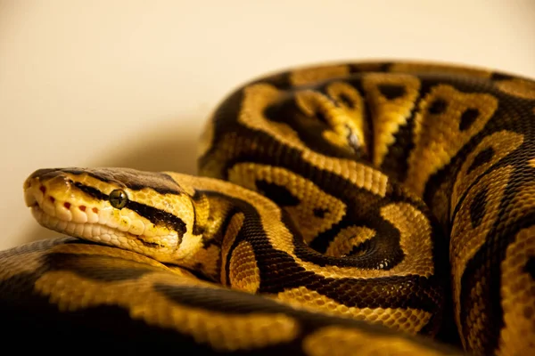 Eine Nahaufnahme Einer Schönen Python Auf Dem Boden — Stockfoto