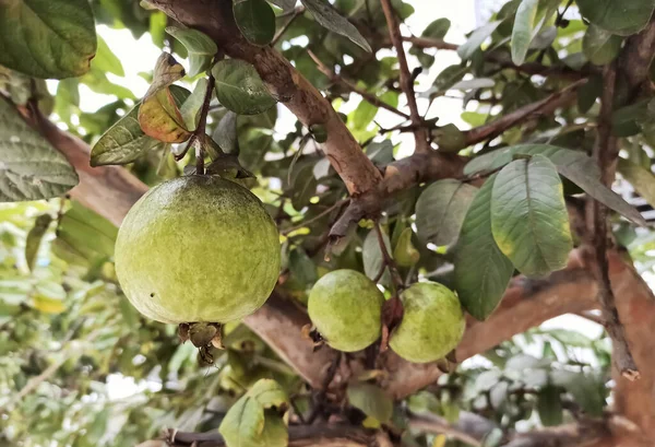 Selective Focus Picture Guava Fruit Hanging Tree Garden India Common — Foto Stock