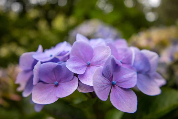 Close Shot Beautiful Purple Hydrangea Flowers Garden —  Fotos de Stock