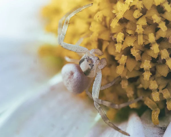 Μια Κοντινή Φωτογραφία Της Μικρής Καστανής Αράχνης Στα Λουλούδια Θολό — Φωτογραφία Αρχείου