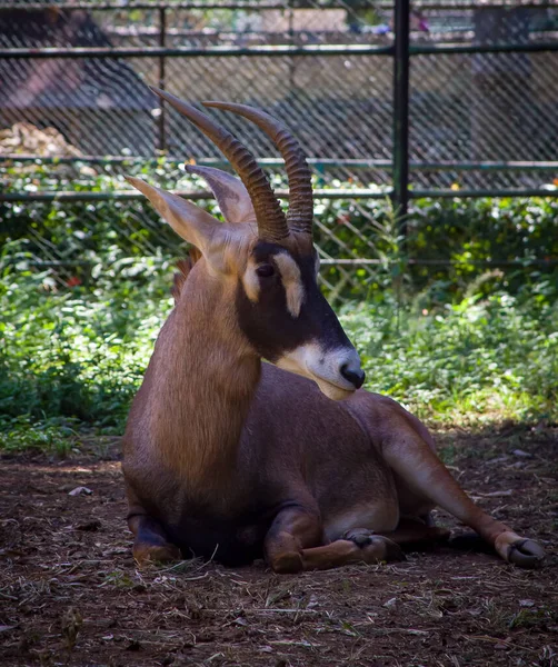 ภาพท สวยงามของ Roan Antelope งอย ในกรงในสวนส — ภาพถ่ายสต็อก