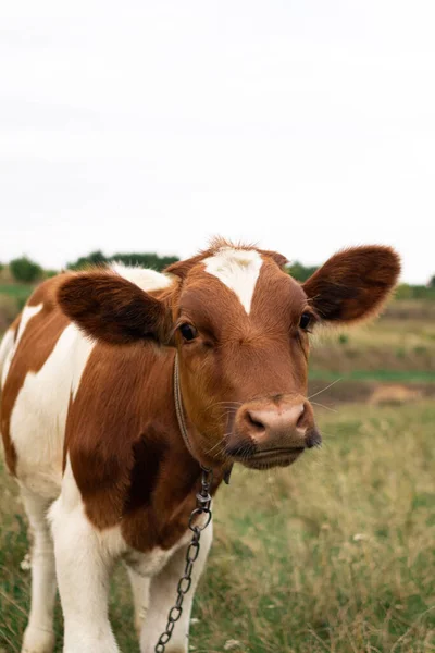 Portrait Brown White Cow Pasture — ストック写真