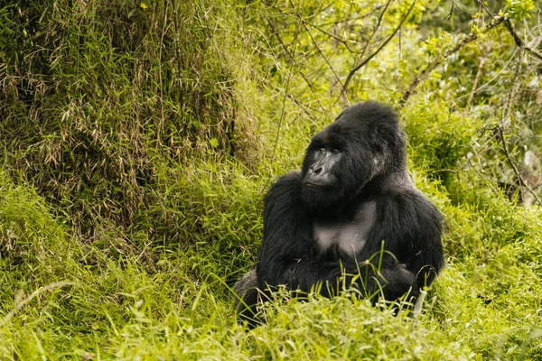 Portrait Wild Mountain Gorilla Nature Background Uganda — стоковое фото