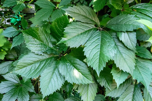 Closeup Beautiful Vine Leaves Garden — Foto de Stock