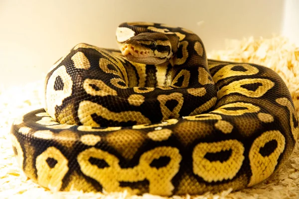 Eine Nahaufnahme Einer Schönen Python Auf Dem Boden — Stockfoto