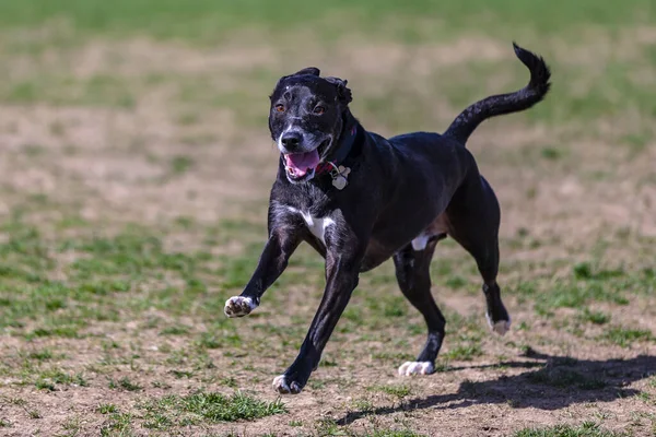 A cute black trained dog running in the field