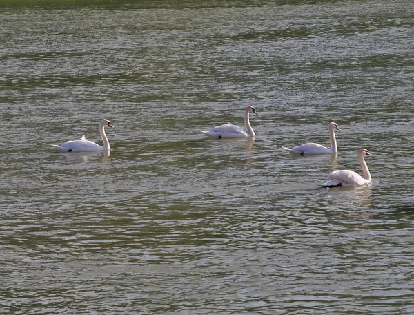 Closeup Swans Pond — Stock fotografie