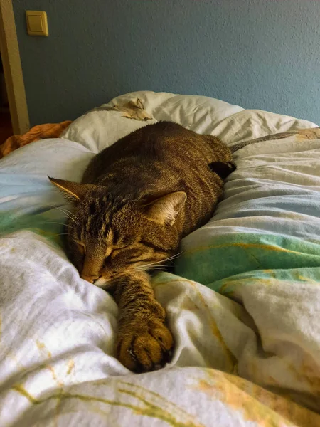 Vertical Shot Lying Cat Sleeping Soft Blanket — Stock fotografie