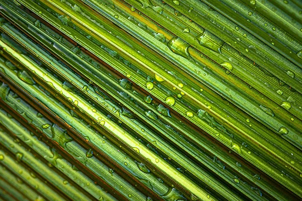 Closeup Tropical Green Leaves Covered Raindrops Garden — Stock fotografie