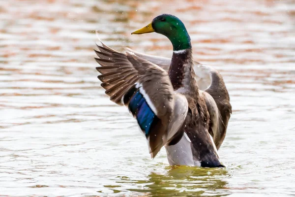 Canard Colvert Qui Décolle Lac Dans Son Habitat Naturel — Photo