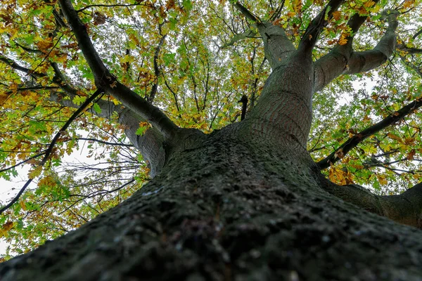 Low Angle Shot Oak Tree — Stockfoto