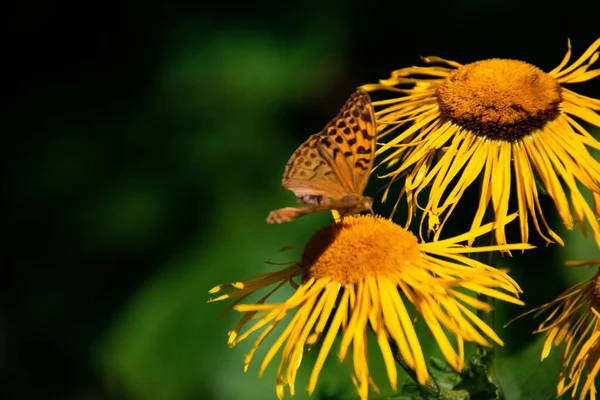 黄色のイヌラの花に美しい蝶の選択的なフォーカスショット — ストック写真
