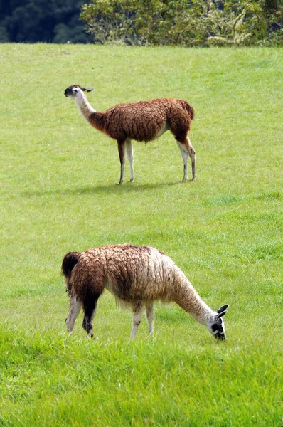 Two Lamas Machu Picchu Peru — 스톡 사진