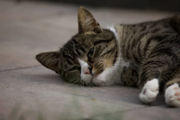 Close Gato Preguiçoso Corte Descansando Chão — Fotografia de Stock