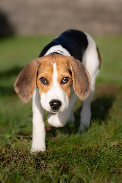 Vertical Shot Beagle Puppy Outdoors — ストック写真
