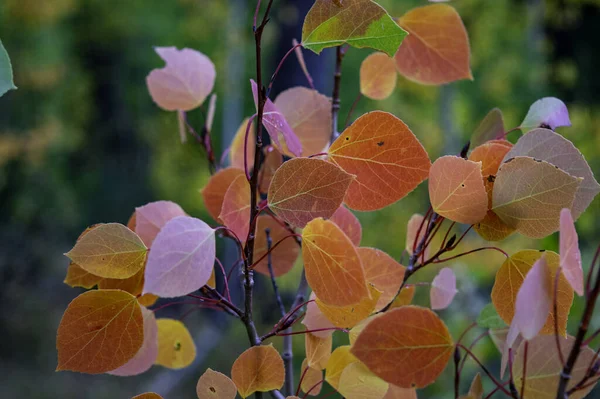 Eine Nahaufnahme Von Einigen Blättern Einem Wald Während Des Tages — Stockfoto