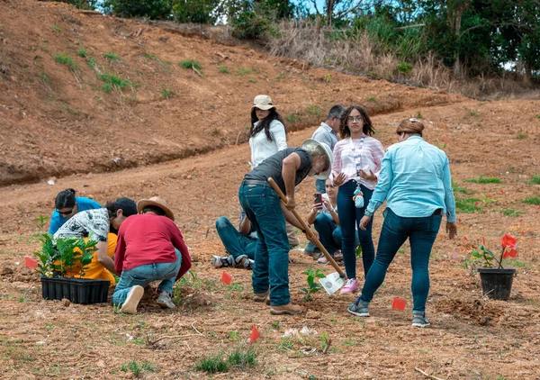 Adjuntas Puerto Rico February 2020 Volunteers Planting Coffee Seedlings Farm — 图库照片