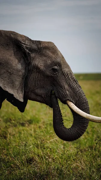 Beautiful Shot Huge Grey Elephant — Stock Photo, Image