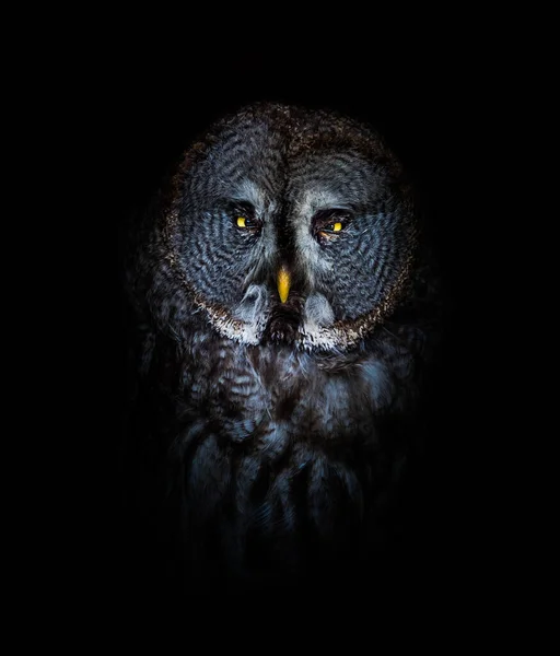Closeup Owl Isolated Black Background — Stock Photo, Image