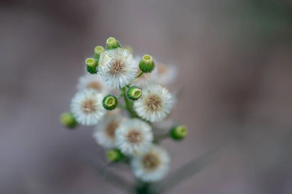 Primer Plano Hermosas Flores —  Fotos de Stock