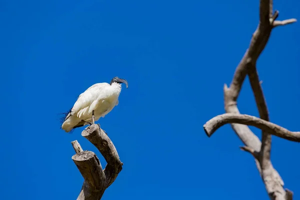 Low Angle Shot Sacred Ibis Bird Perched Branch Clear Blue — Stock Fotó