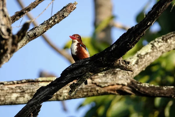 Pássaro Pescador Garganta Branca Empoleirado Árvore — Fotografia de Stock