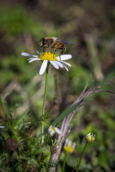 Vertical Shot Bee Perched Daisy Flower Blurred Background — Φωτογραφία Αρχείου